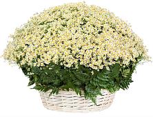 Цветочная композиция из Ромашки в корзине #REPLACE_PRED# Шыгырдан